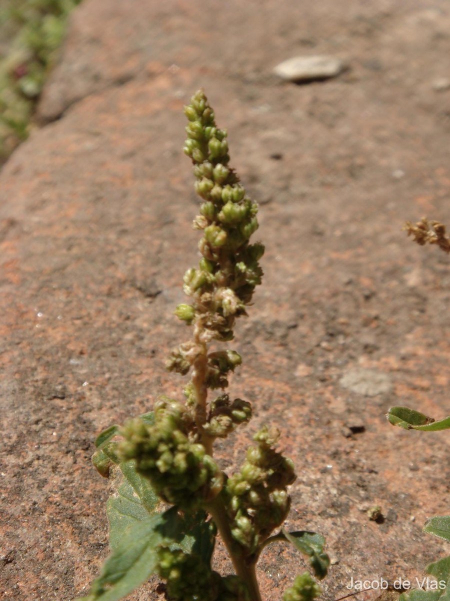 Amaranthus tricolor L.